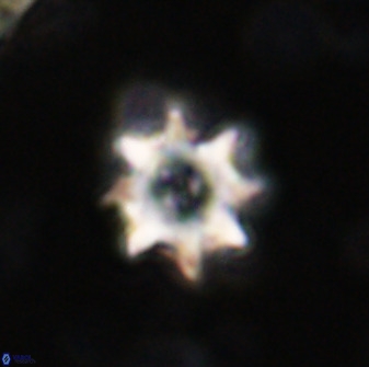 Eprolithus octopetalus 37791