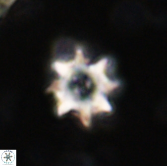 Eprolithus octopetalus 37791