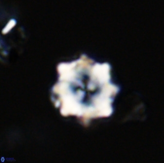 Eprolithus octuplus 41644