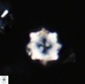 Eprolithus octuplus 41644