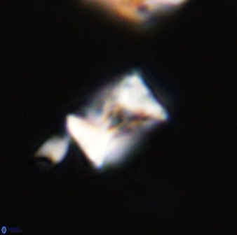 Eprolithus octuplus 41648