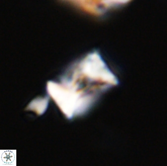 Eprolithus octuplus 41648