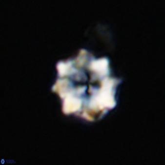 Eprolithus octuplus 41659