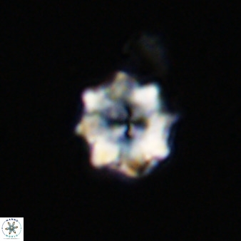 Eprolithus octuplus 41659
