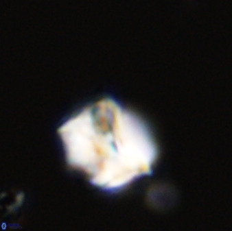 Eprolithus octuplus 41651