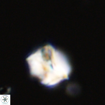 Eprolithus octuplus 41651