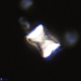 Eprolithus octuplus 41652