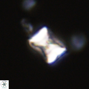 Eprolithus octuplus 41652