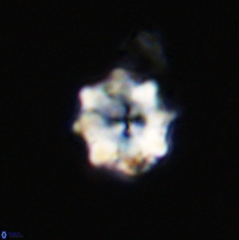 Eprolithus octuplus 41664