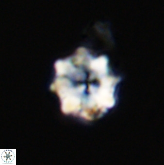 Eprolithus octuplus 41664