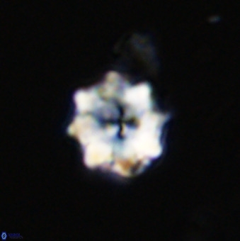 Eprolithus octuplus 41665