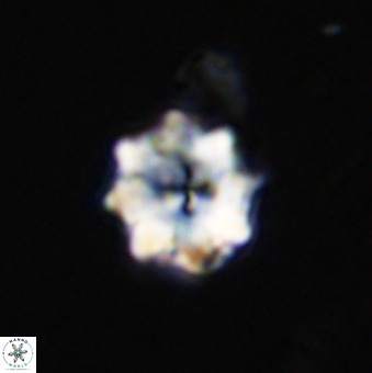 Eprolithus octuplus 41665