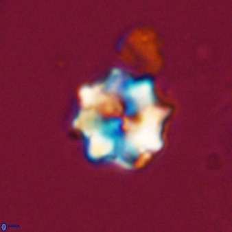 Eprolithus octuplus 41660