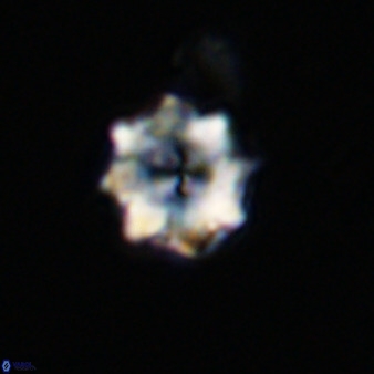 Eprolithus octuplus 41661