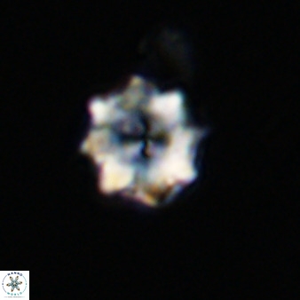 Eprolithus octuplus 41661