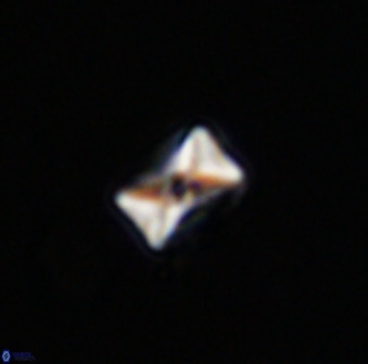 Eprolithus octuplus 42075