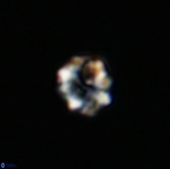 Eprolithus octuplus 42079 tif