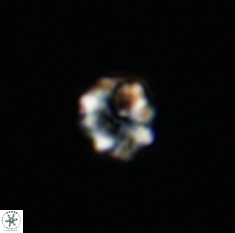 Eprolithus octuplus 42079 tif