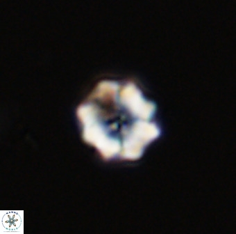 Eprolithus octuplus 42084