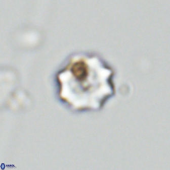 Eprolithus octuplus 42085