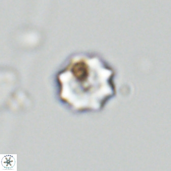 Eprolithus octuplus 42085