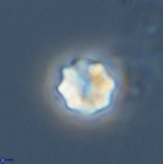 Eprolithus octuplus 42086