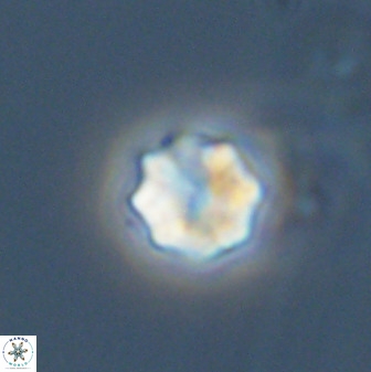 Eprolithus octuplus 42086