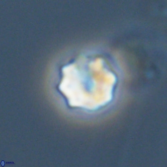 Eprolithus octuplus 42087
