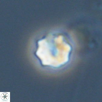 Eprolithus octuplus 42087