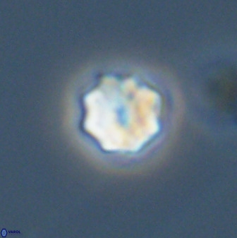 Eprolithus octuplus 42088