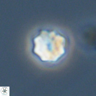 Eprolithus octuplus 42088