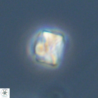 Eprolithus octuplus 42089