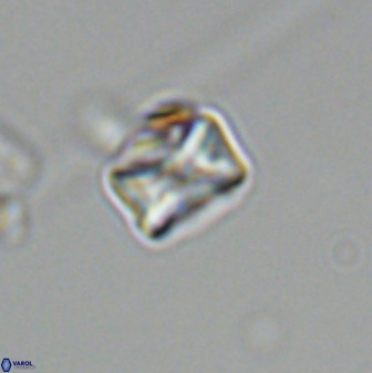 Eprolithus octuplus 42094