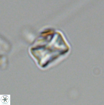 Eprolithus octuplus 42094