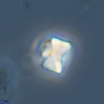 Eprolithus octuplus 42090