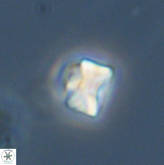 Eprolithus octuplus 42090