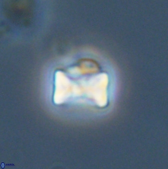 Eprolithus octuplus 42091