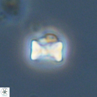 Eprolithus octuplus 42091