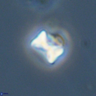 Eprolithus octuplus 42092