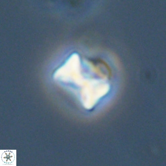 Eprolithus octuplus 42092