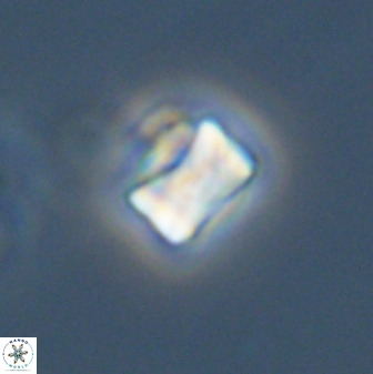 Eprolithus octuplus 42093