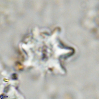 Eprolithus eptapetalus 36374