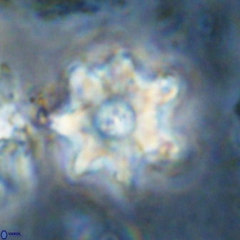 Eprolithus eptapetalus 36376