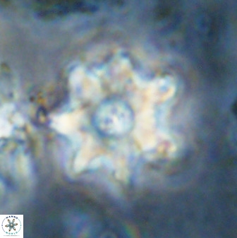 Eprolithus eptapetalus 36376