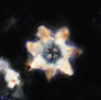 Eprolithus eptapetalus 36371