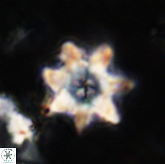 Eprolithus eptapetalus 36371