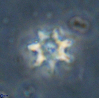 Eprolithus eptapetalus 36587