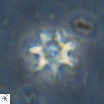 Eprolithus eptapetalus 36587