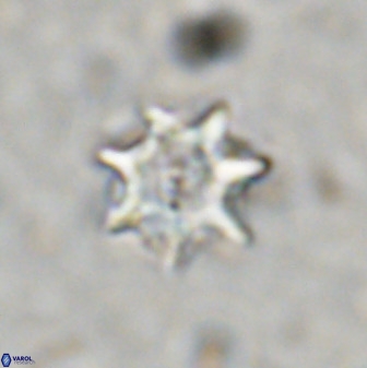 Eprolithus eptapetalus 36583