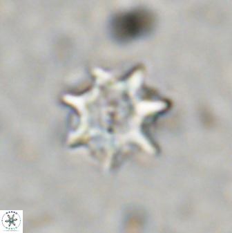 Eprolithus eptapetalus 36583